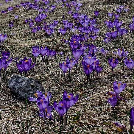 Salamonki Kościelisko