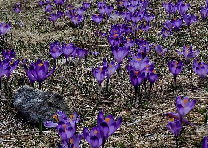 Salamonki Kościelisko